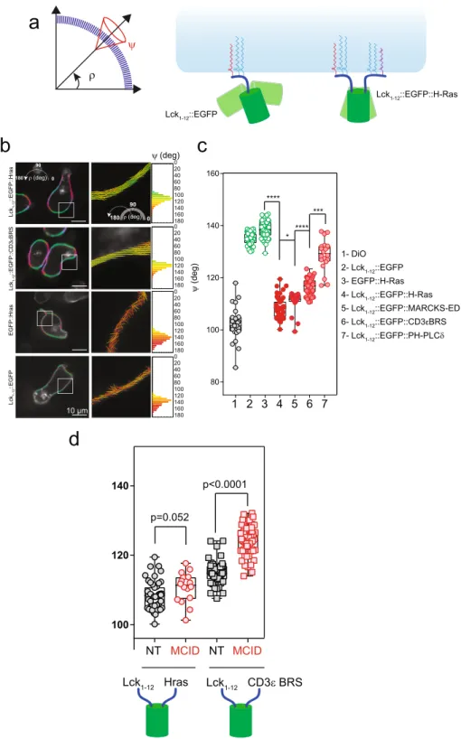Figure 5.  The MCID expression impairs CD3 ε BRS association with PM. (a) Left panel: schematics of the averaged  orientation (ρ) and order (ψ) parameters measured with EPRFM
