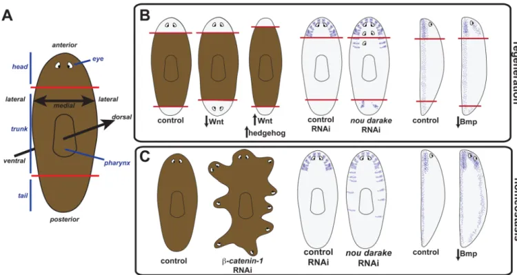 Figure 1. RNAi studies have identified genes required for guiding tissue identity in regeneration and tissue turnover in adult planarians