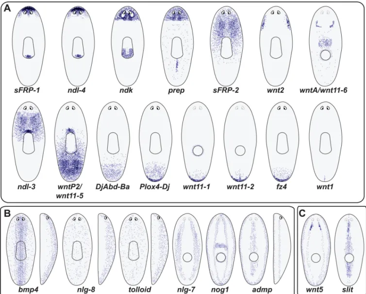 Figure 2. A persistent, adult gene expression map regulates maintenance and regeneration of the planarian body plan