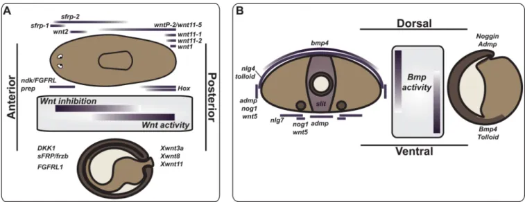 Figure 3. A regulatory map for metazoan body plans