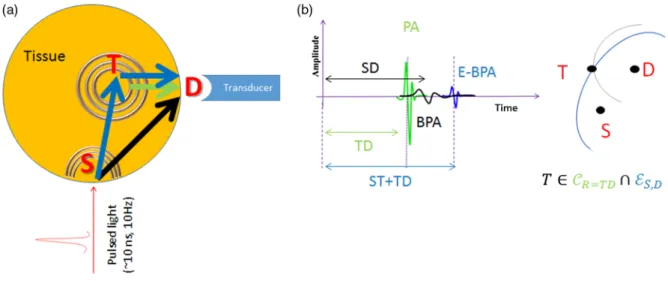 Fig. 1 Schema illustrating the principle: (a) a sample containing an optical and acoustic abnormality centered at position T is locally illuminated at the boundary in S by a pulsed laser (pulse width  approx-imately few nanoseconds) that generates two simu