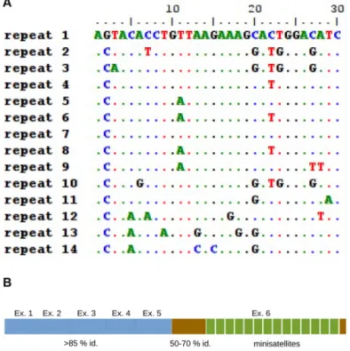 Figure 4. The sequence of the minisatellites are conserved. A, multiple alignment of the 14 minisatellites present in the trout myomaker protein