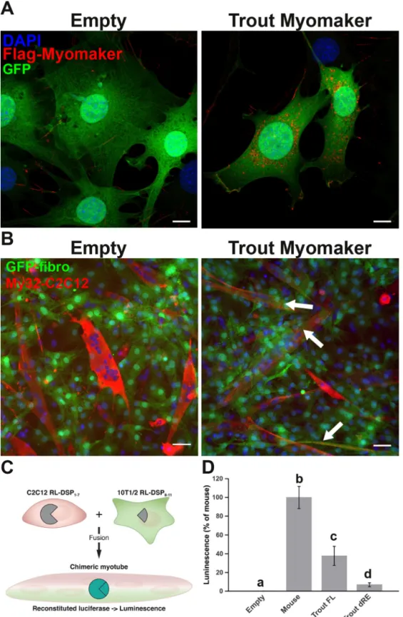 Figure 9. Trout myomaker is fusogenic in vitro. A, expression of trout myomaker in 10T1/2 mouse GFP fibroblasts after infection with trout Myomaker vector or empty vector