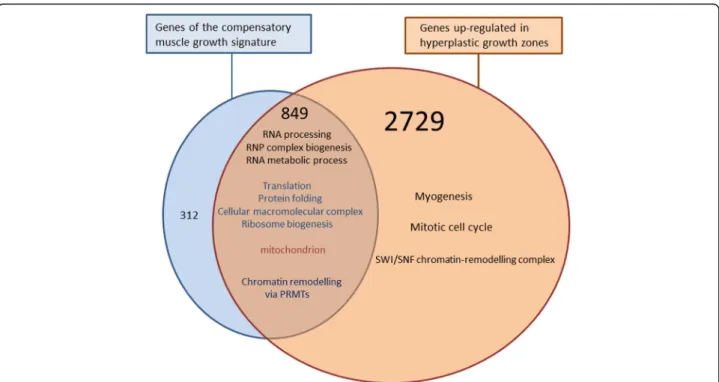 Fig. 4 The compensatory muscle growth response involves only a subpart of the molecular signature of the hyperplastic growth zone