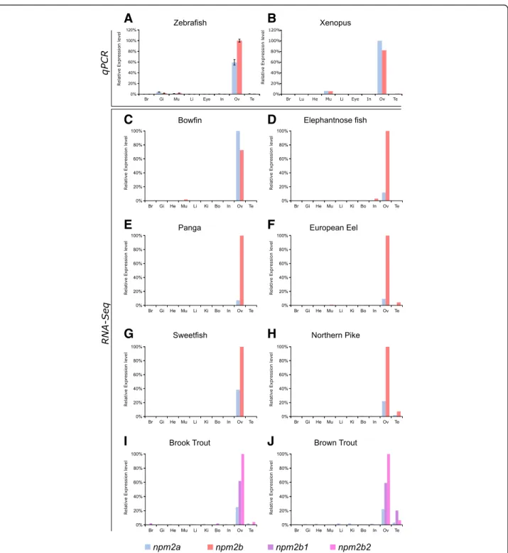 Fig. 4 Tissue distribution of nucleoplasmin (npm) 2a and npm2b in different species. Tissue expression analysis by quantitative real-time PCR of npm2a and npm2b mRNAs in (a) zebrafish and (b) Xenopus