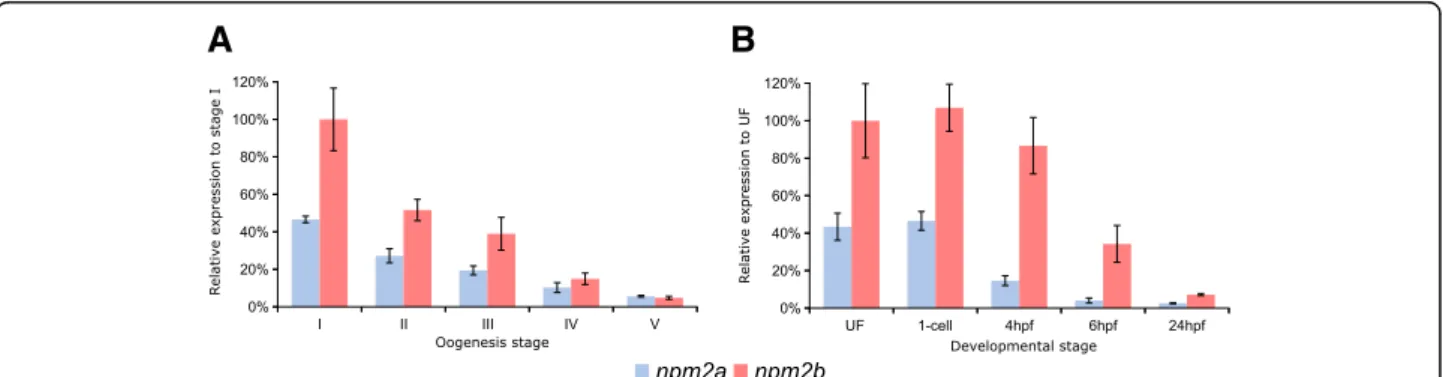 Fig. 5 Nucleoplasmin (npm) 2a and npm2b expression during oogenesis and early development