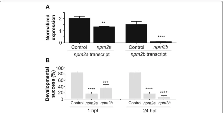 Fig. 6 CRISPR/cas9 knockout of nucleoplasmin (npm) 2a and npm2b in zebrafish. (a) Normalized expression level of npm2a and npm2b transcripts by quantitative real-time PCR (qPCR) in the fertilized zebrafish eggs from crosses between npm2a mutant, npm2b muta