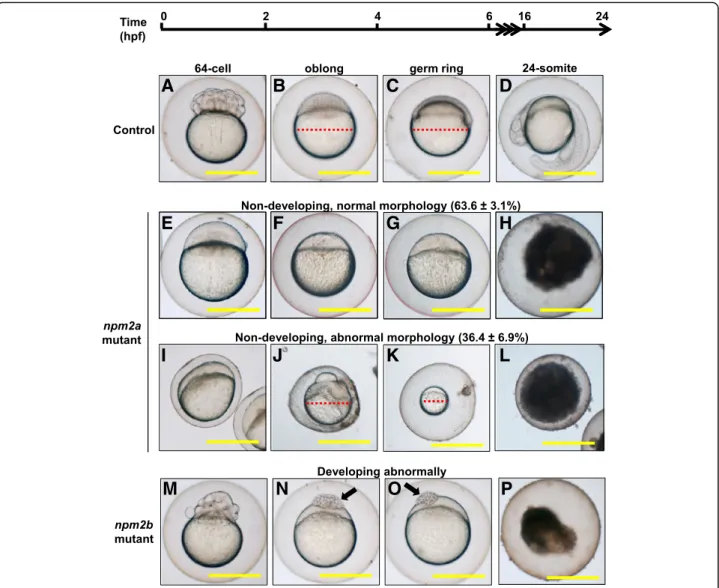 Fig. 7 Effect of nucleoplasmin (npm) 2a and npm2b deficiencies on zebrafish embryogenesis