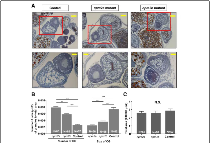 Fig. 8 Histological analyses of the ovaries from nucleoplasmin (npm) 2a and npm2b mutant animals