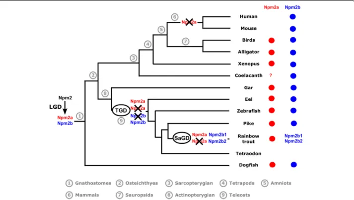 Fig. 3 Current status and proposed evolutionary history of nucleoplasmin 2 (npm2) genes among gnathostomes