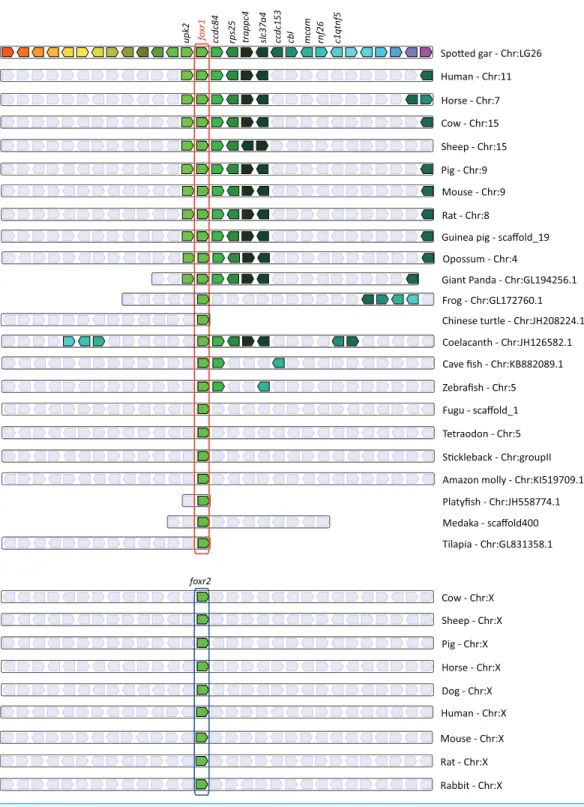 Figure 2 Conserved genomic synteny of foxr1 genes. Genomic synteny maps comparing the orthologs of foxr1, foxr2, and their neighboring genes, which were named after their human orthologs according to the Human Genome Naming Consortium (HGNC)