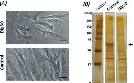 Figure 3.  Cell morphology (A) and loss of cytoplasmic proteins (B) after digitonin-induced permeabilization