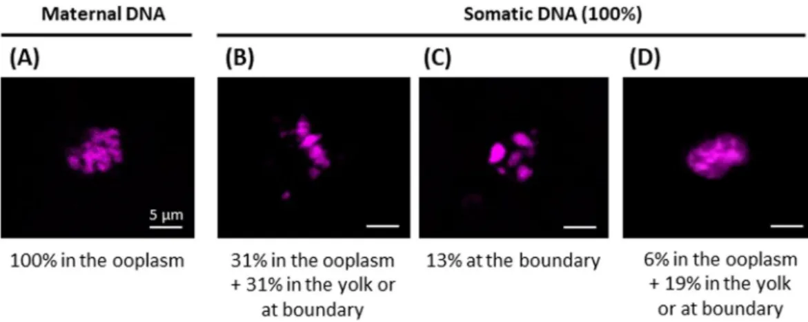 Figure 3.  Maternal and somatic DNA structure in non-activated clones, and their respective location within the  oocyte