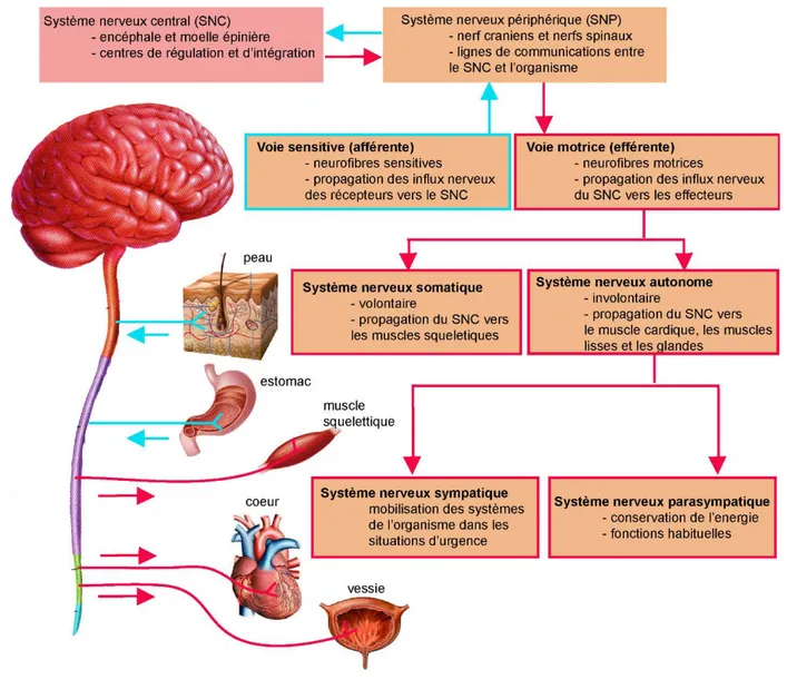 Figure 4 : Organisation du système nerveux.  