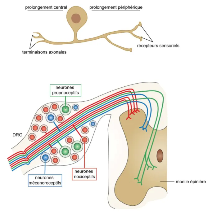 Figure 5 : Les corps cellulaires des neurones sensitifs unipolaires sont localisés dans les DRG