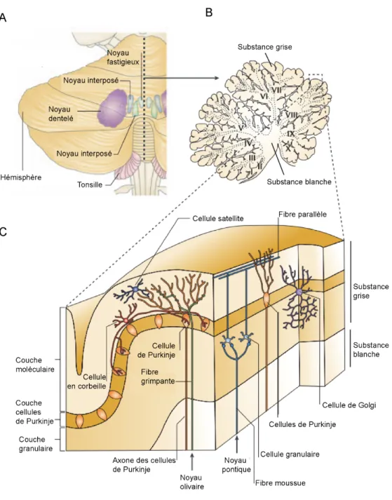 Figure 8 : Architecture anatomique  du cervelet.  