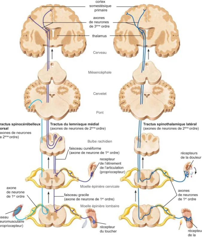 Figure 9 : Quelques faisceaux ascendants (sensitifs) et la chaîne de neurones associés