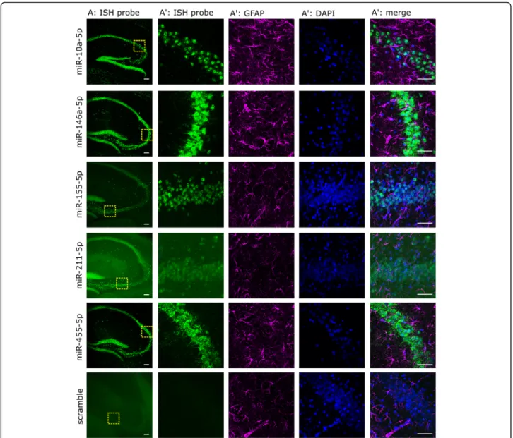Fig. 2 Deregulated miRNAs are expressed in neurons. Fluorescent in situ hybridization of 5 deregulated miRNAs combined with a nuclear counterstain (DAPI) and immunofluorescence for activated astrocytes (GFAP) in 10 M APPtg mice
