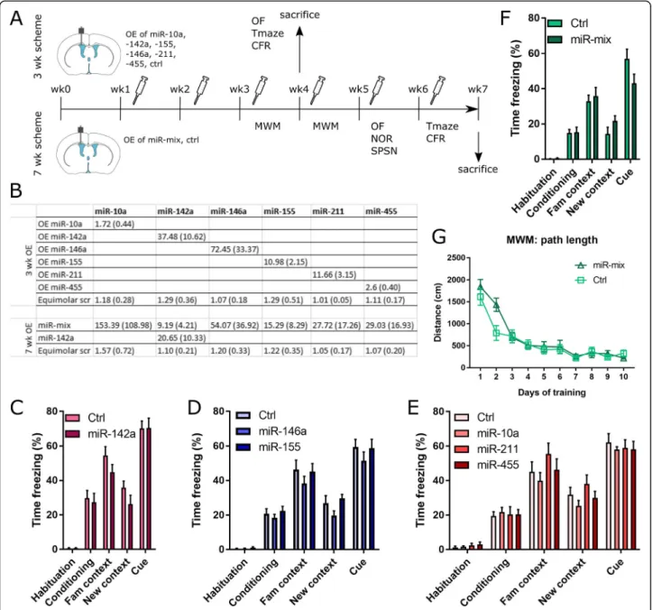 Fig. 4 miRNA overexpression does not induce robust cognitive deficits in WT mice. a) Outline of behavioral study