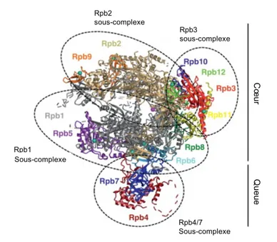 Figure 6 Structure de l’ARN pol II : Structure de l’ARN pol II par cristallographie aux rayons X (adapté  de (Wild and Cramer, 2012) 