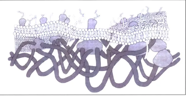 Fig. 2.2:  The  sketch  of the  lipid bilayer and  the  underlying spectrin network  (Mohandas and Evans, 1994).