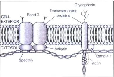 Fig. 2.3:  A  picture of the lipid bilayer and the protein network attached to it (Becker et al.,  2000).
