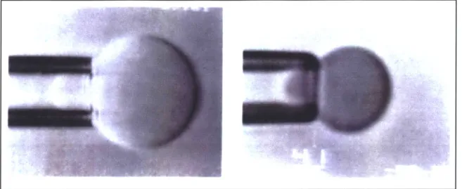 Fig.  2.5:  The  video-micrograph of a phospholipid bilayer  (left,  diameter=20pm) and a  pre- pre-swollen red cell  (left,  diameter=6pm)  drawn into a pipette showing the  change in  the surface area of the membrane is correlated with the bilayer in the