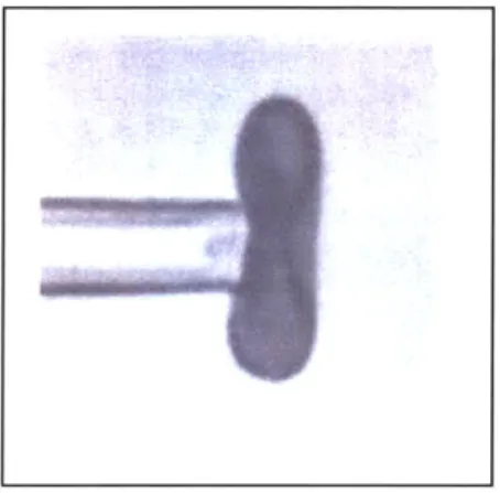 Fig. 2.6: The video-micrograph of the red blood cell discocyte aspiration(Mohandas  et al.,  1994).