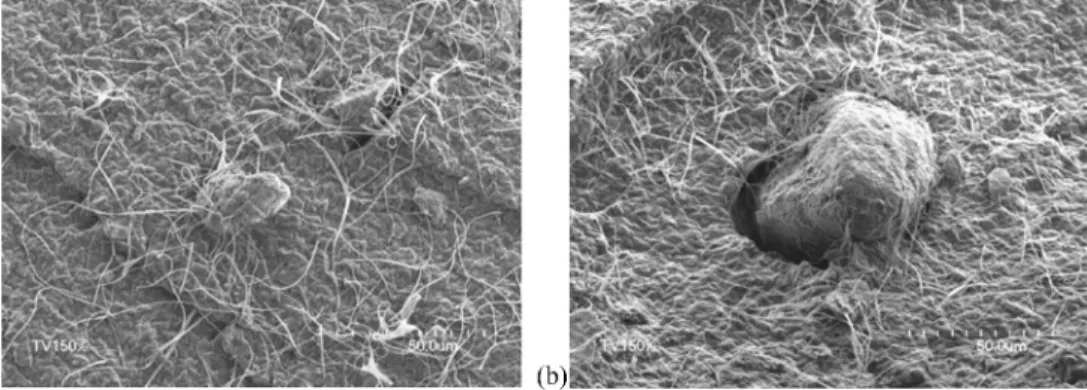 FIG. 5. SEM micrographs of isolated aggregates in the polymeric solution. Two microcells with the same volume but different aggregates sizes are illustrated.