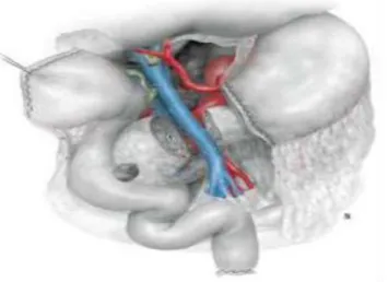 Figure 4: clivage du pancréas 