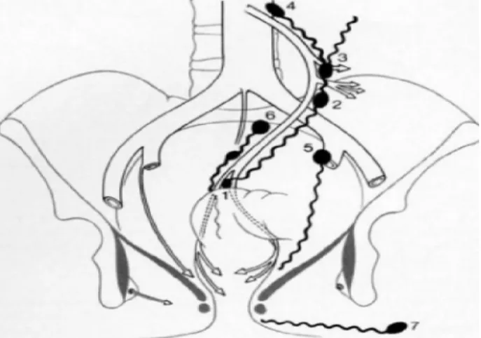 Figure 8 : Drainage lymphatique du rectum [5] 