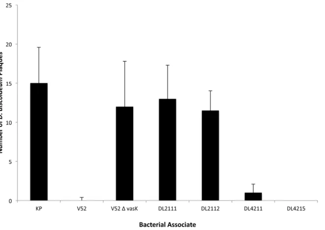 Figure 2. RGVC isolates with a constitutive T6SS kill D. discoideum . 10 3 D. discoideum cells were plated with indicated bacteria on SM/5 agar plates that support bacterial but not amoeboid growth