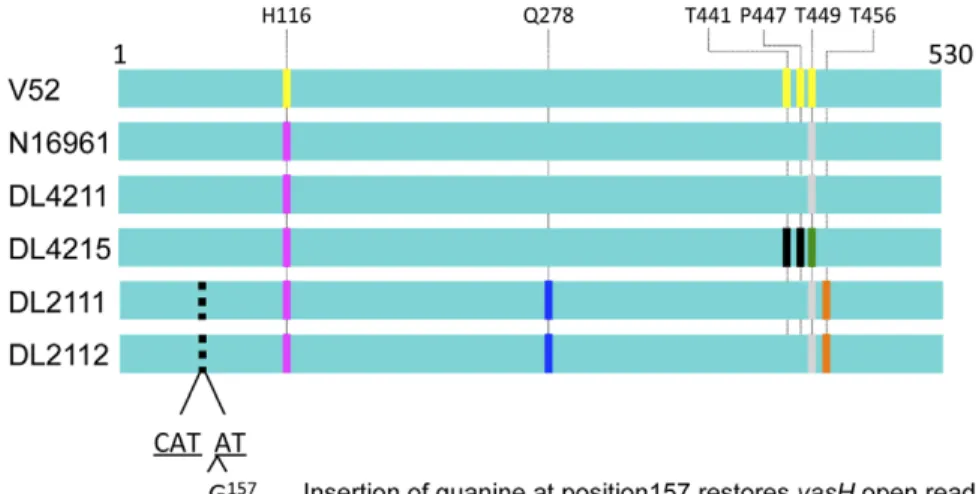 Figure 6. VasH complementation restores Hcp synthesis but not secretion in rough RGVC isolates