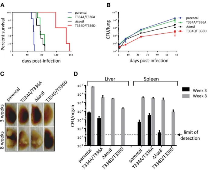 Figure 5. Infection of immunocompromised SCID mice with M. tuberculosis kasB isogenic mutants
