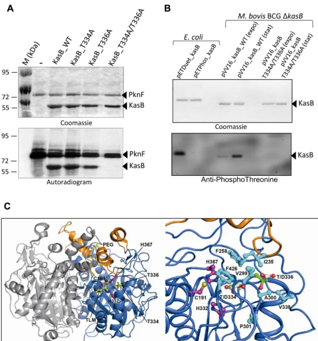 Figure 1. M. tuberculosis KasB is phosphorylated on Thr334 and Thr336. (A) In vitro phosphorylation of KasB with PknF