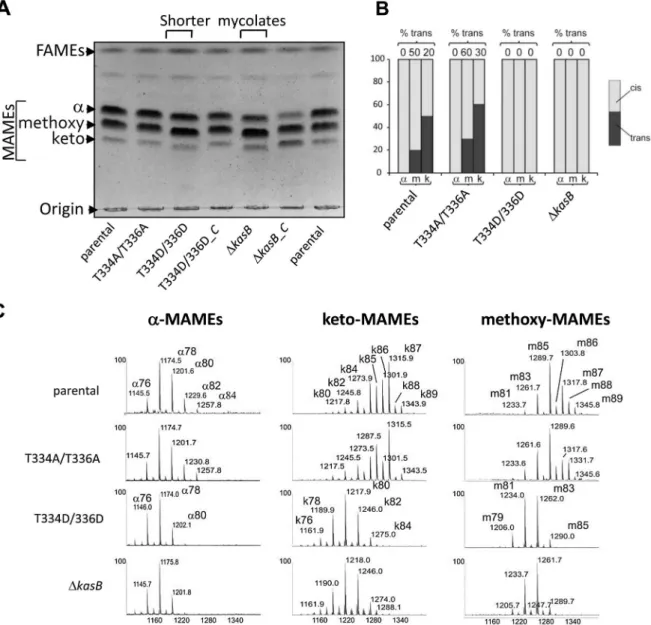 Figure 4. Structural analysis of mycolic acids in the phosphomimetic and phosphoablative kasB mutants