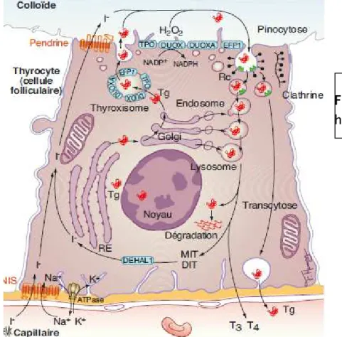 Figure  04    ::::  Biosynthèse  des  hormones thyroïdiennes. 