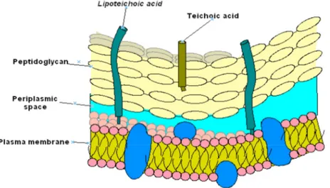 Figure 4 : Paroi de S. aureus, localisée à l’extérieur de la membrane cytoplasmique,  constitué majoritairement de peptidoglycane (en jaune) au sein duquel sont enchâssés 