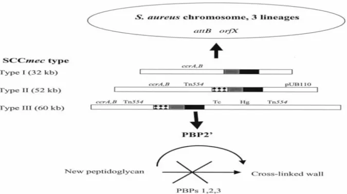 Figure 6 : Bases génétiques et biochimiques de la résistance   de S. aureus  à la méticilline [73] 