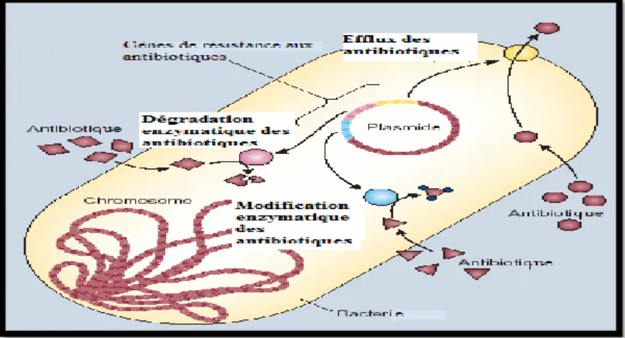 Figure 9 : L’efflux, la destruction et la modification des antibiotiques   comme modes de résistance (Levy et Marshall, 2004) 