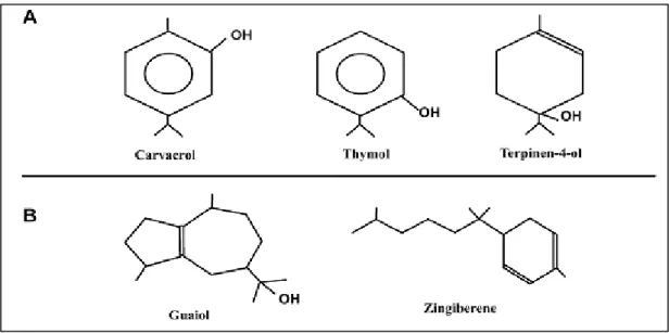 Figure 11 : Structure de quelques composés des huiles essentielles   (A) : monoterpénoïdes, (B) : sesquiterpénoïdes (Calsamiglia et al., 2007)  I.2.1.2