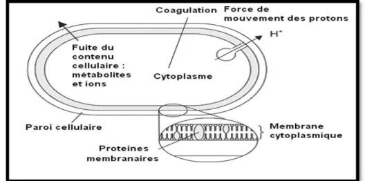 Figure 13 : Action des huiles essentielles et de leurs constituants sur la cellule                                                                          bactérienne (Goetz et Ghedira, 2012) 