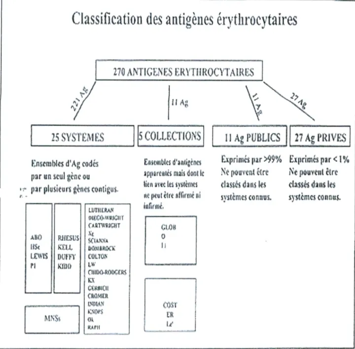 Figure 2  :  classification des antigènes érythrocytaires  (Paulus, 2000). 