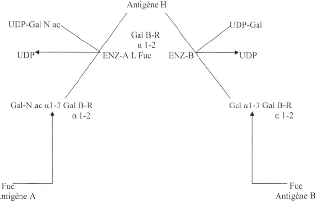 Figure 03  :  La biosynthèse du système ABO  (Walter et al ,2000). 