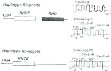 Figure 04: Représentation schématique du locus RH et des protéines D et non D  (Cartron, 1996)