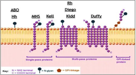 Figure 02 : Membrane de globule rouge et certains  antigènes de groupe sanguin fixés à elle