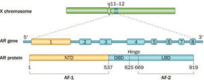 Figure 3 : Structure moléculaire du gène codant pour la protéine du récepteur des  androgènes