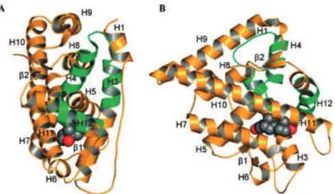 Figure 5: Structure cristallographique du LBD du RA sauvage lié à la DHT. 