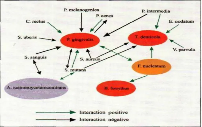 Figure  02 : Exemples  d'interactions  positives  et  négatives  entre  Bactéries  parodonto- parodonto-pathogènes de nature à influencer leur Concentration dans les lésions parodontales et donc  a agir sur la Progression de la parodontite  