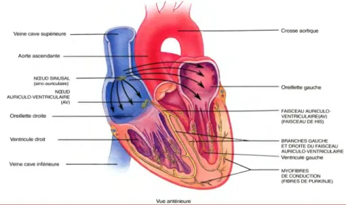 Figure 01 : Système de conduction du cœur. Les flèches indiquent le trajet de l’influx dans les  oreillettes
